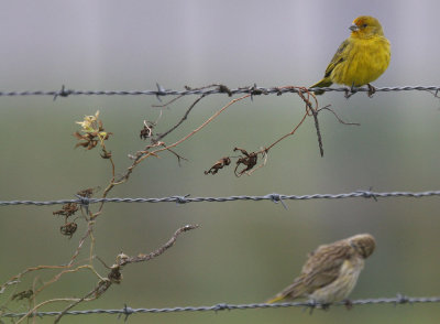 Saffron Finch