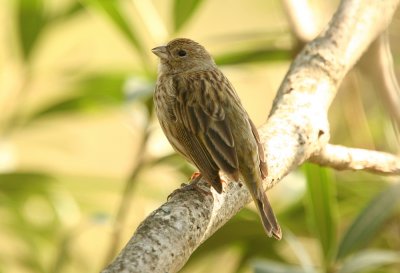 Saffron Finch