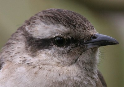 Thrushes and mockingbirds