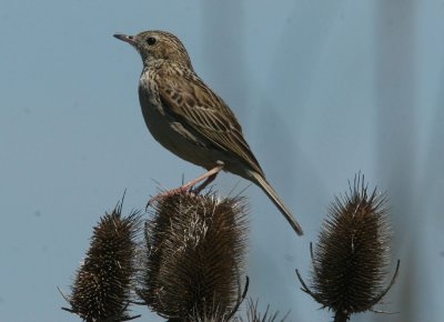 Hellmayr's Pipit