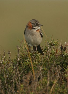 Rufous-collared Sparrow