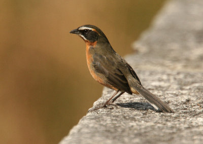 Black-and-rufous Warbling-finch