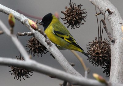 Hooded Siskin