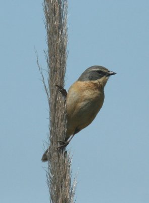 Long-tailed Reedfinch