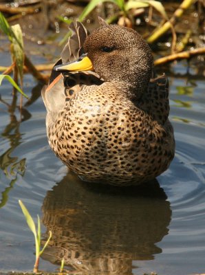 Speckled Teal