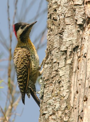 Green-barred Woodpecker