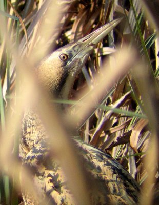 Bittern