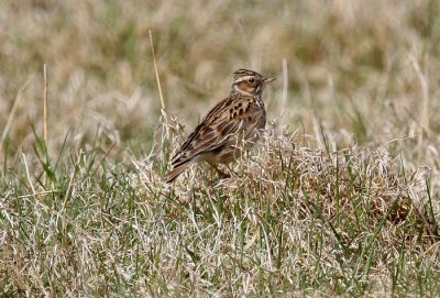 Woodlark