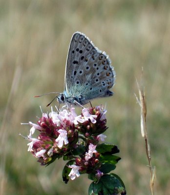 Chalkhill Blue