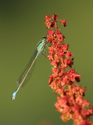 Blue-tailed Damselfly
