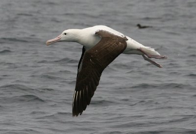 Northern Royal Albatross