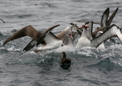 Salvin's Albatrosses