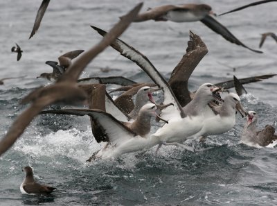 Salvin's Albatrosses