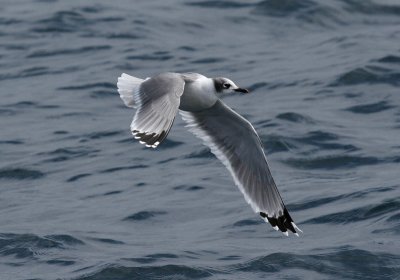 Franklin's Gull