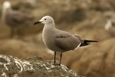 Grey Gull: adult