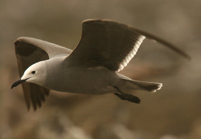 Grey Gull: immature