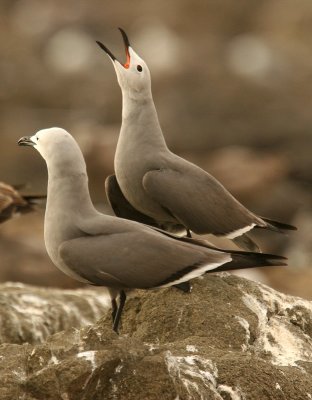Grey Gull: displaying pair