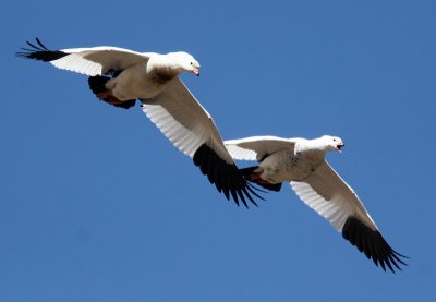 Andean Geese
