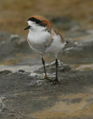 Puna Plover