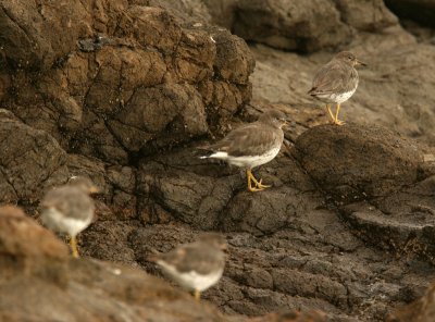 Surfbird