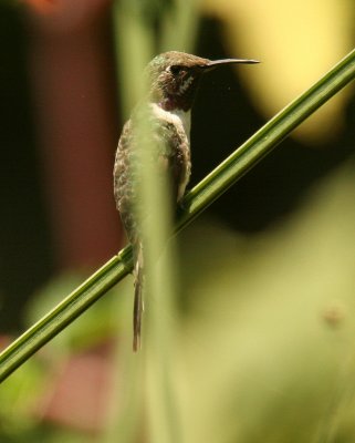 Peruvian Sheartail