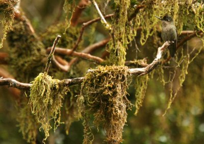 Green-backed Firecrown