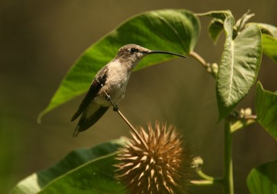 Oasis Hummingbird: female