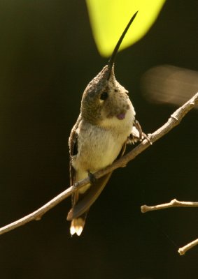 Oasis Hummingbird: imm male