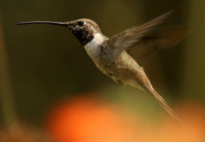 Oasis Hummingbird: male