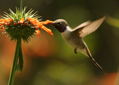 Oasis Hummingbird: male