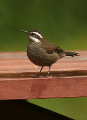 Dark-bellied Cinclodes