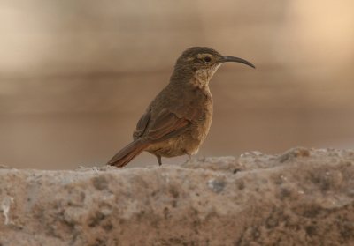 White-throated Earthcreeper