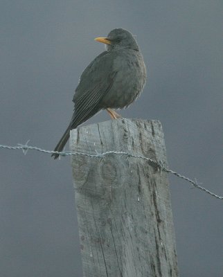 Chicuango Thrush