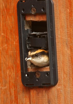 Thorn-tailed Rayadito: at nest in door lock!