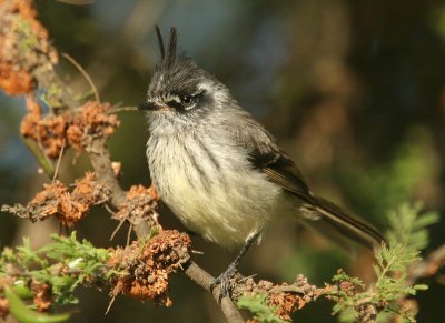 Tufted Tit-tyrant