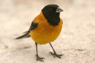 Black-hooded Sierra-finch