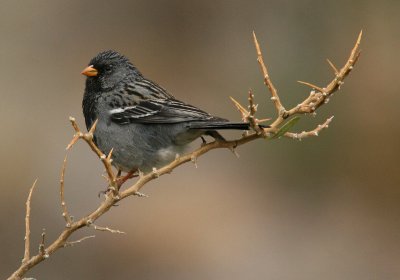 Mourning Sierra-finch: male