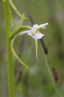 Lesser Butterfly Orchid