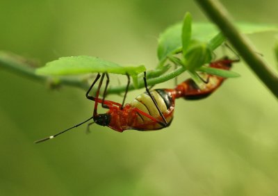 Mating bugs