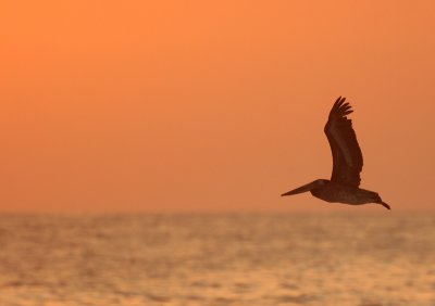 Peruvian Pelican