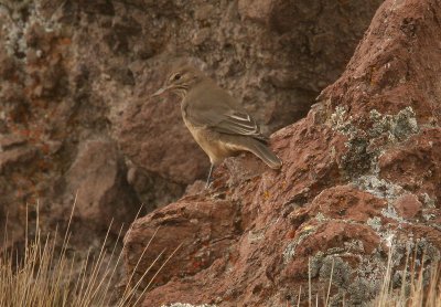 juvenile shrike-tyrant sp.