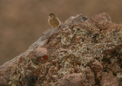 juvenile shrike-tyrant sp.