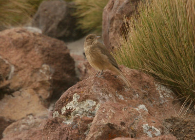 juvenile shrike-tyrant sp.