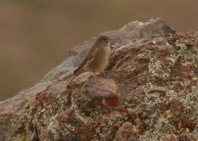 juvenile shrike-tyrant sp.