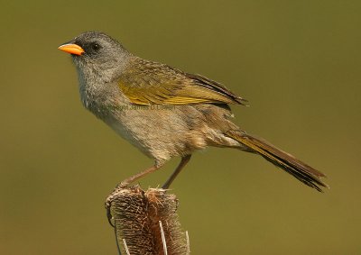 Great Pampas Finch