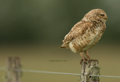 Burrowing Owl