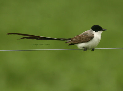 Fork-tailed Flycatcher