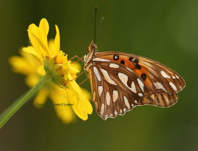 Gulf Fritillary