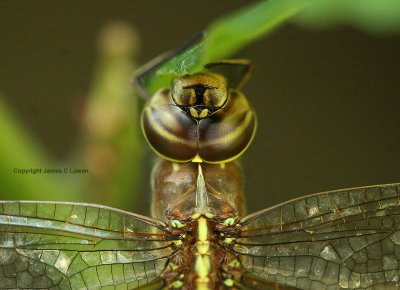 dragonfly, Buenos Aires
