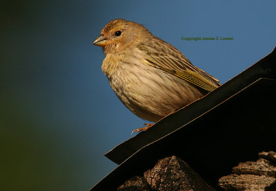 Saffron Finch